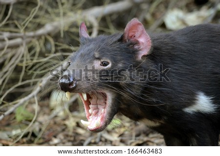 the tasmanian devil is growling and snarling fiercely Royalty-Free Stock Photo #166463483