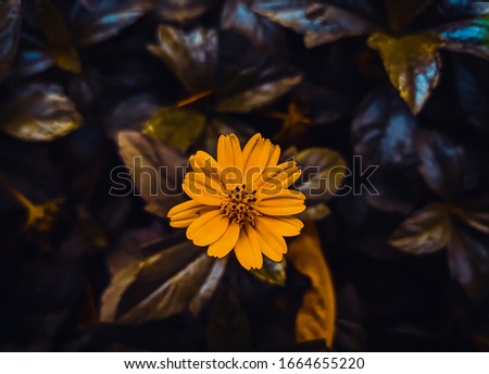 A beautiful picture of sunflower shot in garden
