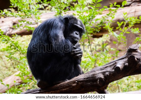 Black Chimpanzee Ape Mammal Animal