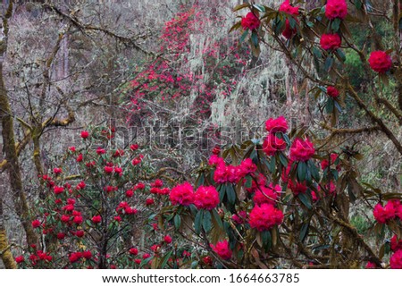 Rhododendron in bloom in the forests of Paro Valley, Bhutan