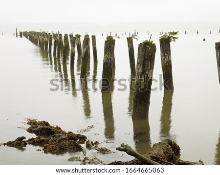 Old pilings standing upright in the shallow water on the beach in Astoria, Oregon, USA