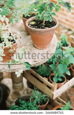 Young plants and seedlings in clay pots in a conservatory.