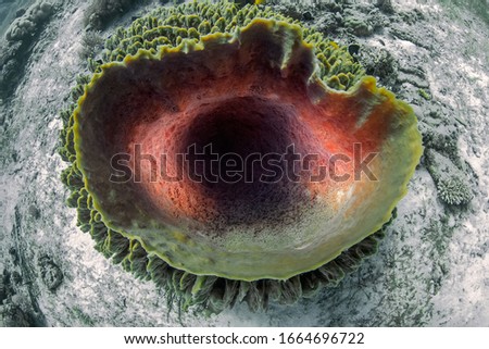 A Giant Barrel Sponge on a top of coral block. Philippines.