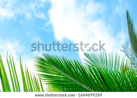 green palm leaves below against a blue sky with clouds with copy space Royalty-Free Stock Photo #1664699269