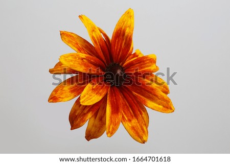 Bright orange rudbeckia flower isolated on gray background.