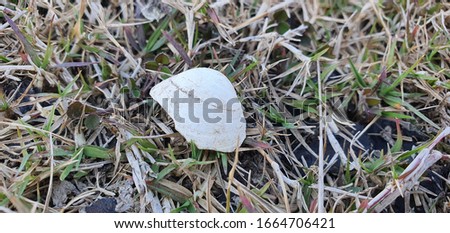 old shell in mud & grass