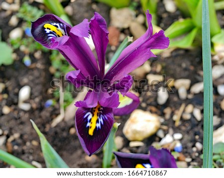 Blossom of a purple iris