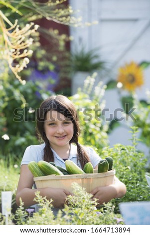 Summer on an organic farm. A girl holding a basket of fresh cucumbers.