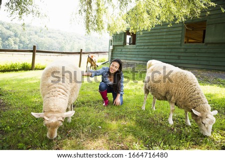 An organic farm in the Catskills. A woman with two large sheep grazing in a paddock.
