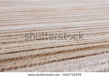 Stubble in a wheat field on the prairie at Palouse in Washington State.