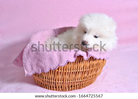Little cute samoyed white dog puppy in the wicker basket on the light pink background. Animal babies picture card. Lovely adorable fluffy pets. Lush fur