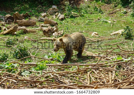 Juvenile Eurasian Brown Bear, Croatia