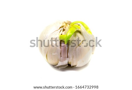 Garlic with green leaf on white background. Single garlic bulb studio photo. Whole garlic head with peeled skin and growing sapling. Spring herb for home gardening. Aromatic cook ingredient