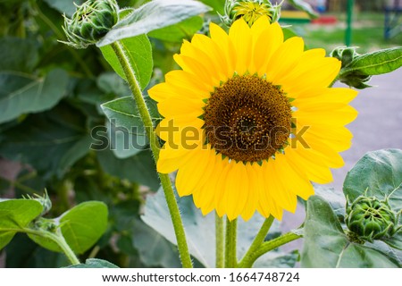 large yellow flower with a black seed on a long leg