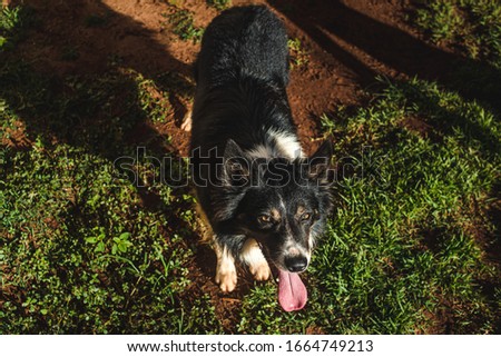 lovely border collie dog with tongue out