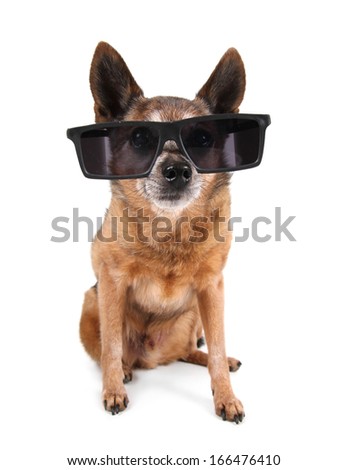 a dog with cool sunglasses on