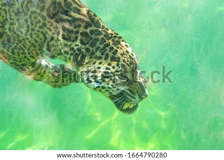 Jaguar diving in the water, beautiful animal
