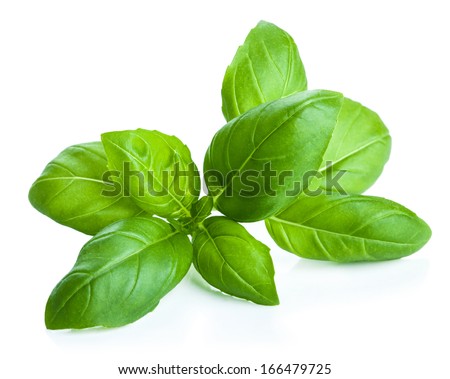basil leaves isolated Royalty-Free Stock Photo #166479725