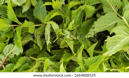 Fresh green mint leaves closeup. Sliced texture of green seasonings. Foliage of chopped spearmint.