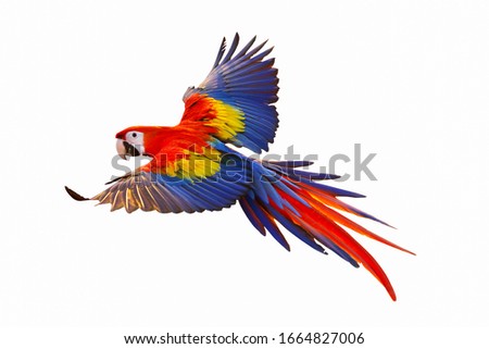Colorful macaw parrot isolated on white background. Royalty-Free Stock Photo #1664827006