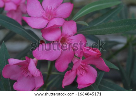 Bright pink oleanders at the garden.