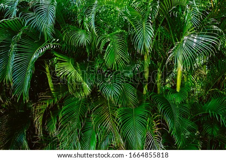 green palm fauna blowing in the wind