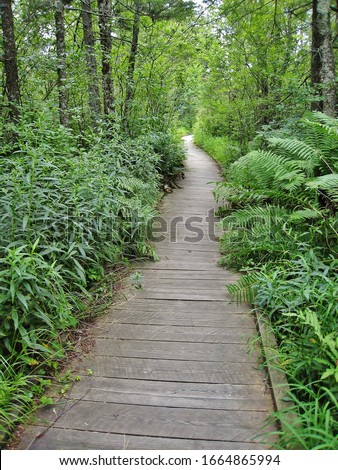 Boardwalk through the bogs of Cranberry Glades Botanical Area in Monongahela National Forest, West Virginia