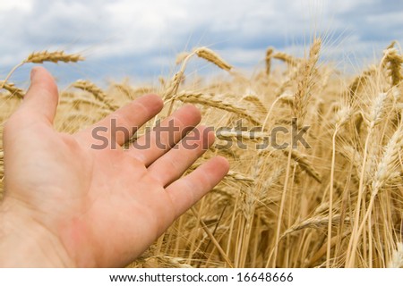 a hand shows on a new harvest