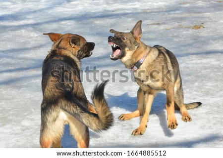 German Sheppard dogs play fighting