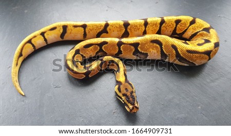 Orange Dream Spotnose Fire Ball Python, royal snake reptile animal