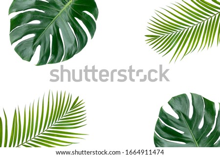 The leaves of Monstera and palm. The leaves separate the Swiss cheese plant separately on a white background.