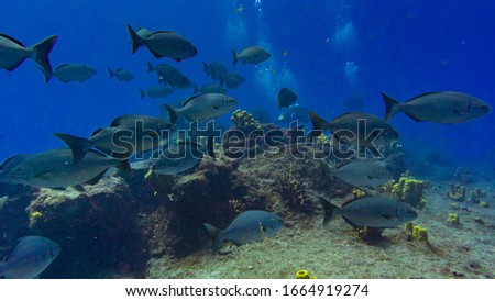 Underwater Marine Life reef Brazil