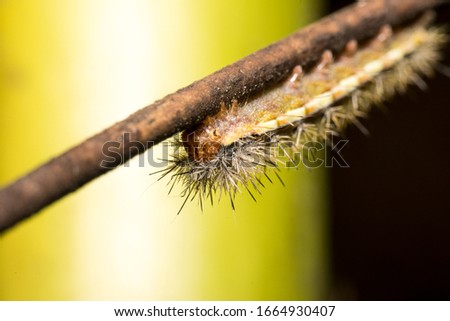 Macro picture of a very beautiful caterpillar with various colors and hairs walking on a tree branch