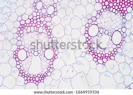 Monocot plant vascular tissue under the microscope view for education. Royalty-Free Stock Photo #1664959336