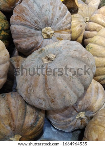 Pumpkin. The scientific name for pumpkins is Cucurbita pepo.