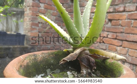 a aloe vera plant closeup selective focus picture green nature 
