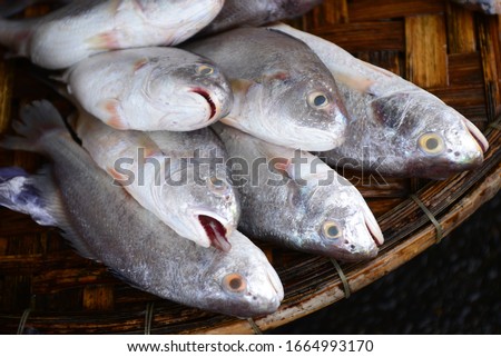 croaker fish Sell in fresh seafood market, note  select focus with shallow depth of field