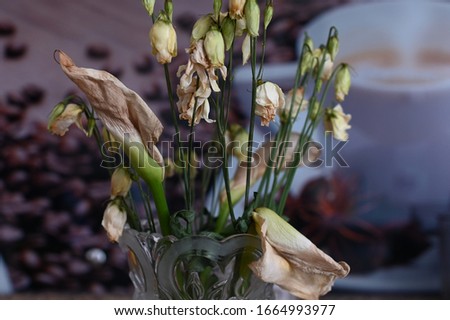 Dry (spoiled) flowers in a vase in the room. Dead flowers in a vase