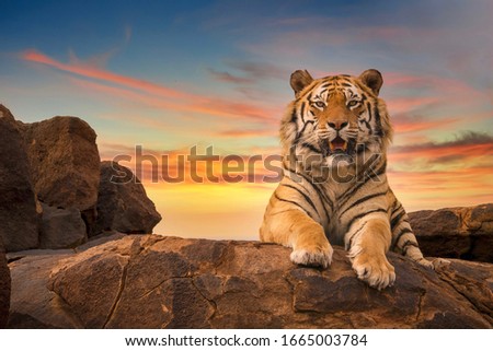 A solitary adult Bengal tiger (Panthera tigris) looking at the camera from the top of a rocky hill, with a beautiful sunset sky in the background.