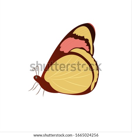 Butterfly Colorful Cartoon Vector Illustration 