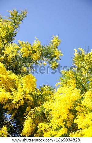blooming mimosa tree and blue sky. seasonal floral background