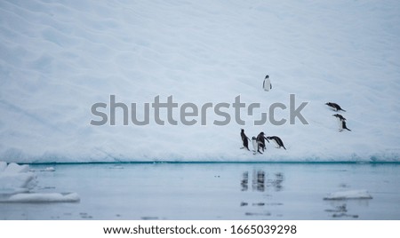 penguin squad on the antarctic ice