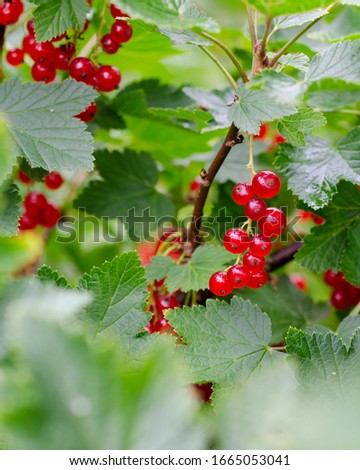 Shallow depth of field red currant, Ribes rubrum, and green leaves. Close up, soft focus of berries. Blurred foreground. copy space for lettering, text. Royalty-Free Stock Photo #1665053041