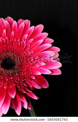 Bright pink gerbera flower close-up on a dark background. Template for greeting card.

