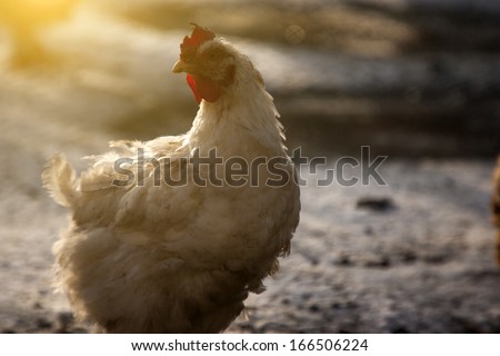 Chicken outdoors