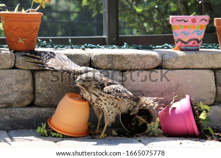 Hawk bird perched on concrete patio bench with upended potted plants.