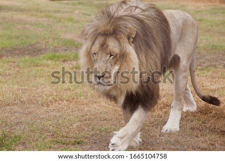 A walking male lion - Cornell Skip Bot River Cape Town South Africa