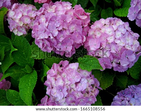 It is a picture of pink and purple hydrangea on a rainy day.