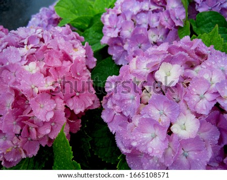 It is a picture of pink and purple hydrangea on a rainy day.