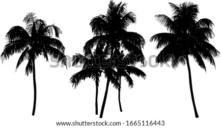 Coconut palm tree silhouette isolated on white
